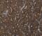 Homeobox C8 antibody, MBS2521680, MyBioSource, Immunohistochemistry frozen image 