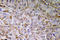 Semaphorin 3C antibody, LS-C199999, Lifespan Biosciences, Immunohistochemistry paraffin image 
