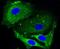 5'-Aminolevulinate Synthase 1 antibody, NBP2-67300, Novus Biologicals, Immunofluorescence image 