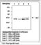 DNA Fragmentation Factor Subunit Alpha antibody, LS-C62222, Lifespan Biosciences, Western Blot image 