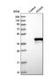 Homeobox A5 antibody, NBP1-83235, Novus Biologicals, Western Blot image 