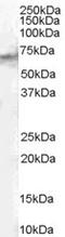 Signal Transducing Adaptor Molecule 2 antibody, STJ70906, St John