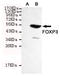 FOXP3 antibody, TA346949, Origene, Western Blot image 