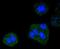 Dynein Light Chain LC8-Type 1 antibody, A03454-1, Boster Biological Technology, Immunocytochemistry image 