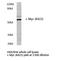 c-Myc antibody, AP20516PU-N, Origene, Western Blot image 