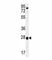 Torsin Family 2 Member A antibody, F40020-0.4ML, NSJ Bioreagents, Western Blot image 