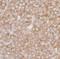 Ribosomal Protein L7 antibody, NB100-2269, Novus Biologicals, Immunohistochemistry paraffin image 