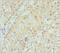 Crystallin Gamma S antibody, LS-C675595, Lifespan Biosciences, Immunohistochemistry paraffin image 