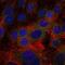 Fibrinogen Gamma Chain antibody, MA5-15906, Invitrogen Antibodies, Immunofluorescence image 