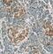 Leucine Rich Repeat Containing 47 antibody, FNab04858, FineTest, Immunohistochemistry frozen image 