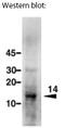 Selenoprotein M antibody, AP02296SU-S, Origene, Western Blot image 