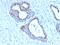 Forkhead Box A1 antibody, GTX02640, GeneTex, Immunohistochemistry paraffin image 