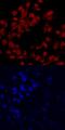 One Cut Homeobox 1 antibody, AF6277, R&D Systems, Immunofluorescence image 