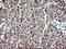 Indoleamine 2,3-Dioxygenase 1 antibody, LS-C338094, Lifespan Biosciences, Immunohistochemistry frozen image 