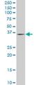 Purine Rich Element Binding Protein A antibody, H00005813-M07, Novus Biologicals, Western Blot image 