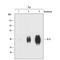 Interleukin 9 antibody, MAB2091, R&D Systems, Western Blot image 
