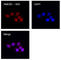 High Mobility Group Box 1 antibody, 651402, BioLegend, Immunofluorescence image 