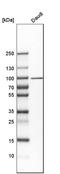 UFM1 Specific Ligase 1 antibody, HPA030560, Atlas Antibodies, Western Blot image 