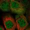 Nucleoporin 205 antibody, PA5-55112, Invitrogen Antibodies, Immunofluorescence image 