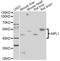 Aryl Hydrocarbon Receptor Interacting Protein Like 1 antibody, LS-C749123, Lifespan Biosciences, Western Blot image 