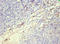 S100 Calcium Binding Protein A8 antibody, orb243526, Biorbyt, Immunohistochemistry paraffin image 