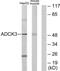 Coenzyme Q8A antibody, LS-C119157, Lifespan Biosciences, Western Blot image 