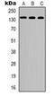 Centrosomal Protein 135 antibody, orb318880, Biorbyt, Western Blot image 