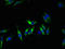 Potassium Voltage-Gated Channel Subfamily D Member 1 antibody, LS-C285547, Lifespan Biosciences, Immunofluorescence image 