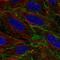 Brain acid soluble protein 1 antibody, NBP2-14347, Novus Biologicals, Immunocytochemistry image 