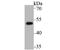 Protein Interacting With PRKCA 1 antibody, A02457-1, Boster Biological Technology, Western Blot image 