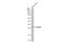 Hydroxyacylglutathione Hydrolase antibody, NBP2-16778, Novus Biologicals, Western Blot image 