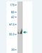 Hook Microtubule Tethering Protein 2 antibody, H00029911-M03, Novus Biologicals, Western Blot image 