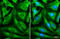 Ribosomal Protein S6 antibody, GTX130450, GeneTex, Immunofluorescence image 