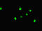 MYC Associated Factor X antibody, LS-C678584, Lifespan Biosciences, Immunofluorescence image 