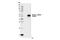 Tubulin Alpha 1b antibody, 14652S, Cell Signaling Technology, Western Blot image 