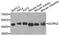 Secernin 2 antibody, MBS126530, MyBioSource, Western Blot image 