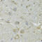 Crystallin Mu antibody, 19-168, ProSci, Immunohistochemistry frozen image 