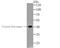 Kininogen 1 antibody, NBP2-76883, Novus Biologicals, Western Blot image 