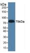 Adhesion G Protein-Coupled Receptor L3 antibody, MBS2027675, MyBioSource, Western Blot image 