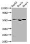 Angiotensinogen antibody, CSB-PA001463EA01HU, Cusabio, Western Blot image 