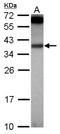 Interleukin 1 Alpha antibody, NBP2-16939, Novus Biologicals, Western Blot image 