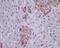 GFP antibody, M30939-2, Boster Biological Technology, Immunohistochemistry frozen image 