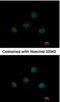 T-box transcription factor TBX5 antibody, NBP1-33715, Novus Biologicals, Immunocytochemistry image 