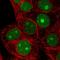 Selenoprotein H antibody, HPA048362, Atlas Antibodies, Immunofluorescence image 