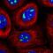 mNIFK antibody, HPA035735, Atlas Antibodies, Immunofluorescence image 