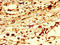 Ring Finger Protein 219 antibody, LS-C672930, Lifespan Biosciences, Immunohistochemistry paraffin image 
