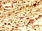 RING finger protein 219 antibody, LS-C672930, Lifespan Biosciences, Immunohistochemistry paraffin image 