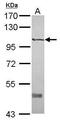 Tyrosine-protein kinase-like 7 antibody, PA5-29839, Invitrogen Antibodies, Western Blot image 