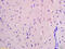 Serine/Arginine Repetitive Matrix 2 antibody, GTX51871, GeneTex, Immunohistochemistry paraffin image 
