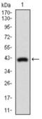 Dynamin 1 Like antibody, abx015842, Abbexa, Western Blot image 